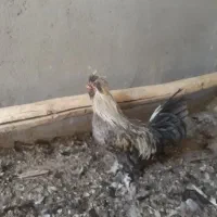 مرغ .خروس|حیوانات مزرعه|قم, پردیسان|دیوار