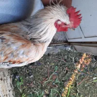 خروس|حیوانات مزرعه|شیراز, کوشک میدان|دیوار