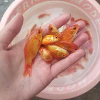 100000|ماهی|سقز, |دیوار