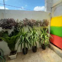 انواع  گلها  سیکاس ویوکا|گل و گیاه طبیعی|رشت, پیرکلاچای|دیوار