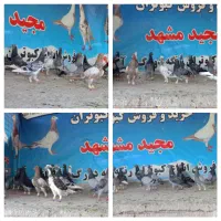 کفتر جوجه المانی