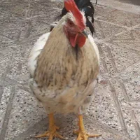 خروس جوان محلی