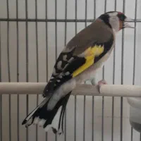 سهره ماده جوجه تویسرکان