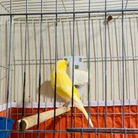 قناری نرمست