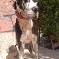 گریت دین نر ۱/۵ساله درشت|سگ|تهران, چیتگر جنوبی|دیوار