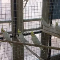 عروس هلندی نروماده و تکی|پرنده|یزد, |دیوار