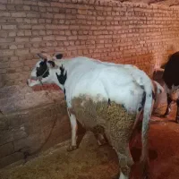 گاو|حیوانات مزرعه|بیرانوند, |دیوار