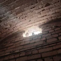 ۲۰ عددطوقی سرخ با ۲۵ عدمسیاه وسرکی  سالم وشاداب|پرنده|شراء, |دیوار