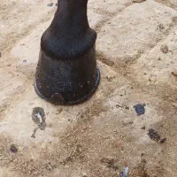 نعلبندی|اسب و تجهیزات اسب‌سواری|اصفهان, رزمندگان|دیوار