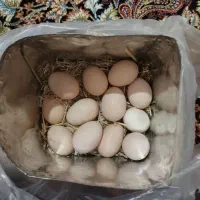 تخم مرغ نطفه دار|حیوانات مزرعه|کوهسار (البرز), |دیوار