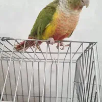 طوطی گرینچیک آناناسی رد|پرنده|بیرجند, |دیوار