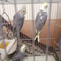 عروس هلندی|پرنده|قم, باغ شریفی|دیوار
