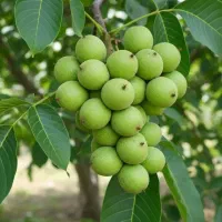 نهال موجودنوین نهال آرش دیرگل خوشه ای