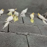 فروش تعدادی جوجه عروس تازه دون خور شدا