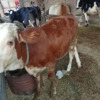 گاو