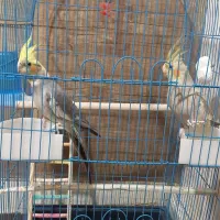 یک جفت عروس هلندی