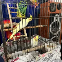 جفت عروس هلندی سخنگو|پرنده|کیش, |دیوار