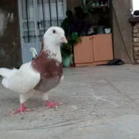 دو جفت کفتر طوقی