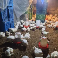 مرغ ارگانیک بدون دارو و واکسن|حیوانات مزرعه|سورک, |دیوار