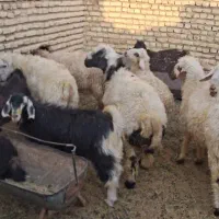 فروش 15عدد بر نره 40کلویی|حیوانات مزرعه|یزد, |دیوار