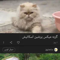 گربه پرشین 11ماه لوازم کامل