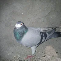 پلاکی