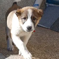 توله بومی|سگ|مبارکه, |دیوار