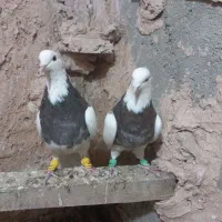 کفترر طوقی و کلاغ دم سفید