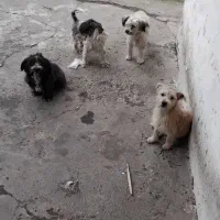 سگ تریر واگذاری|سگ|لاهیجان, لاشیدان|دیوار