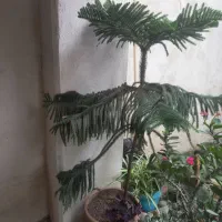 فروش گل کاج مطبخ و درختچه سیکاس