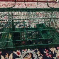 قفستلهیسهره