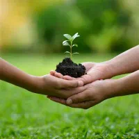 تولید و فروش انواع نهال شناسه ار