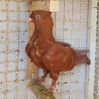 کبوتر|پرنده|شیراز, لاله|دیوار