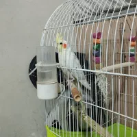 عروس هلندی جفت با تخم