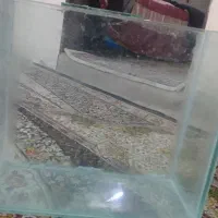 اکواریوم ۳۳در۲۵