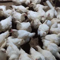 مرغ گوشتی|حیوانات مزرعه|مشگین شهر, |دیوار