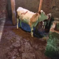 گوساله سمینتال پایه پروار