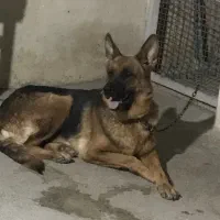 ژرمن ورک|سگ|شیراز, گویم|دیوار