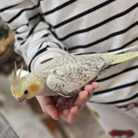 عروس هلندی|پرنده|کیاشهر, |دیوار