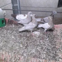 جفت کبوتر