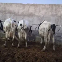 گاو شیری|حیوانات مزرعه|بجنورد, |دیوار