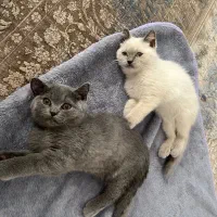 دو توله اسکاتیش