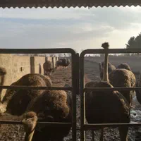 اجاره مزرعه بزرگ پرورش شترمرغ|اجارهٔ دفتر صنعتی، کشاورزی، تجاری|مشهد, شیرحصار|دیوار