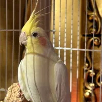 عروس هلندی|پرنده|خمین, |دیوار