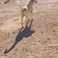 سگ سرابی|سگ|حسین آباد, |دیوار