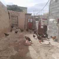 مرغ و خروس و بوقلمون