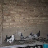 15 عدد کفتر یلاکی نر ماده همش باهم دونی170