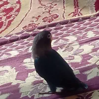 یک طوطی کوتوله|پرنده|ایرانشهر, |دیوار