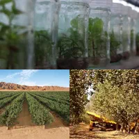 نهال پسته امریکایی|خدمات باغبانی و درختکاری|اصفهان, باغ زیار|دیوار