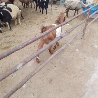 گوسفندزنده ۱۱۰